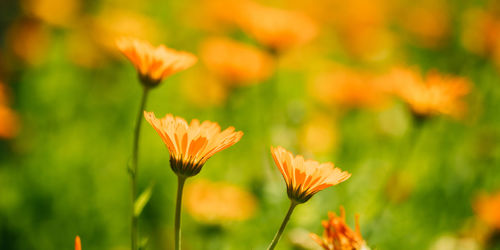 Close-up of yellow flowering plant on field