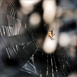 Close-up of spider on web