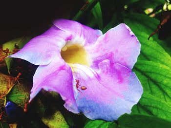 Close-up of flower
