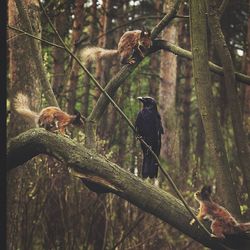 View of birds perching on tree in forest