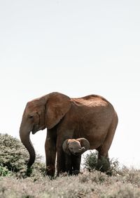 Elephant standing in a field against clear sky