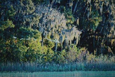 Plants by lake against trees