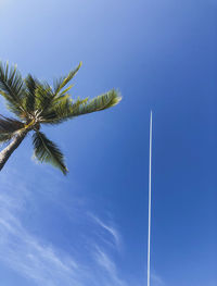 Low angle view of palm tree against blue sky