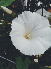 Close-up of white flowers blooming outdoors