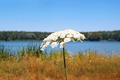 Close-up of flowering plant against lake