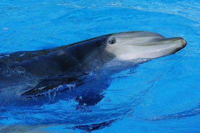 Dolphin in blue swimming pool water