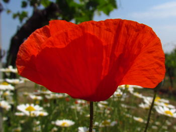 Close-up of red poppy flower