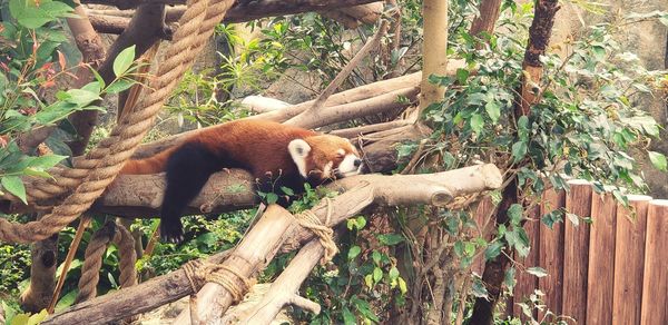 View of an animal on tree in zoo