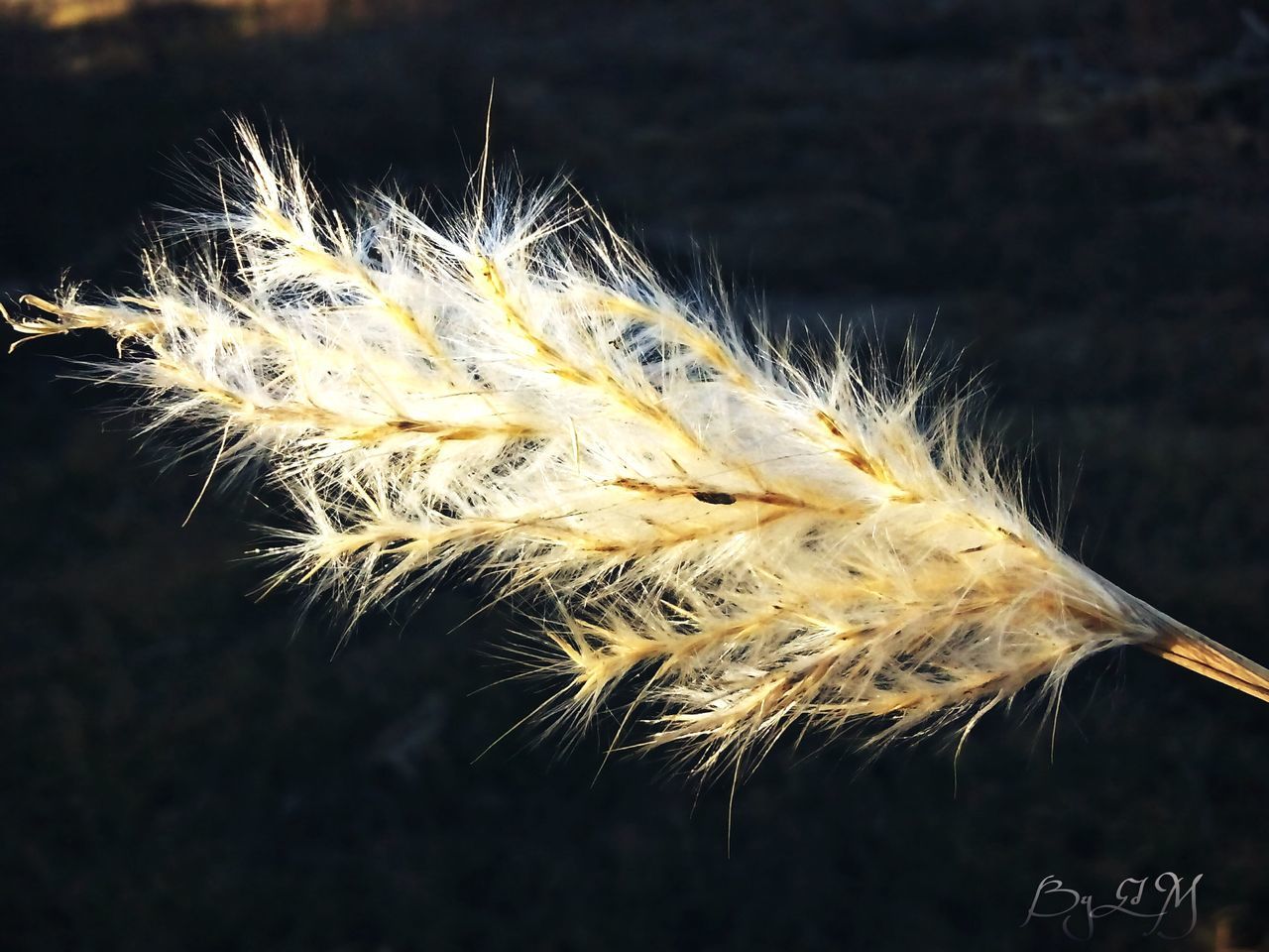 CLOSE-UP OF DANDELION