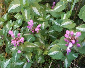 Close-up of pink flowers