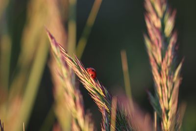 Close-up of ladybug on plant