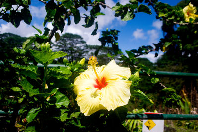 Close-up of hibiscus blooming outdoors