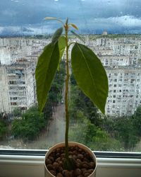 Close-up of plant by window