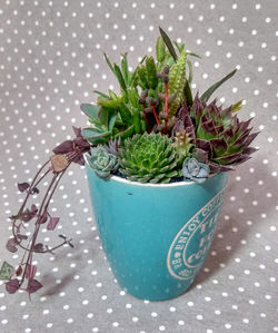 Close-up of potted plant on table