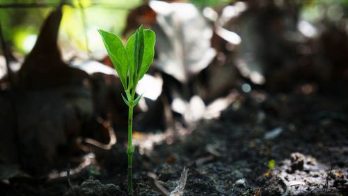 Close-up of plant growing outdoors