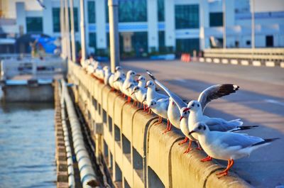 Seagulls on a building