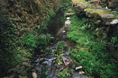 High angle view of stream amidst plants in forest