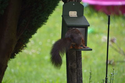 Squirrel on wooden post