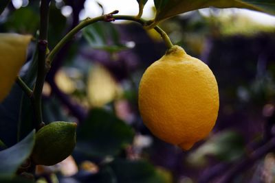 Close-up of lemon on tree