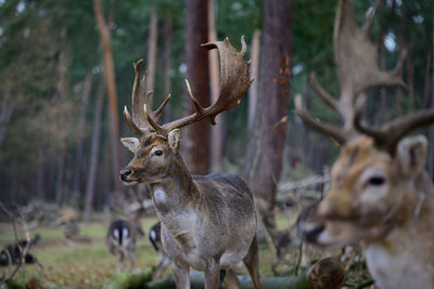 Deer in forest 