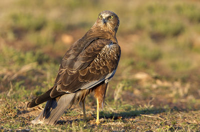 Close-up of a bird