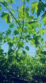 Low angle view of tree on sunny day