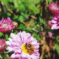 Close-up of bee on pink flower