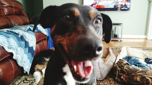 Portrait of dog at home