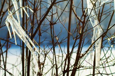 Low angle view of bare trees against sky