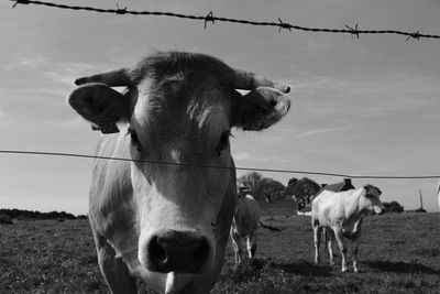 Cows standing on field