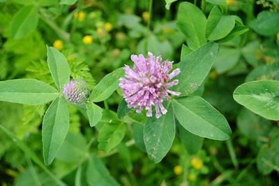Close-up of flowers blooming outdoors