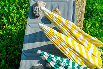 High angle view of cat on grass