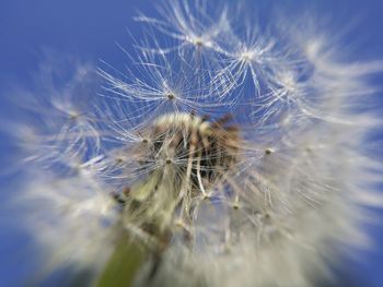 Close-up of dandelion on plant