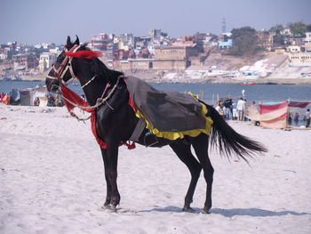 Horse on road against sky