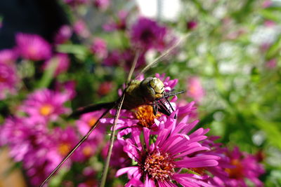 Close-up of bee on pink flower