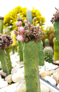 Close-up of flowering plant