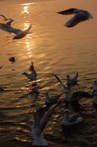 Birds flying over lake