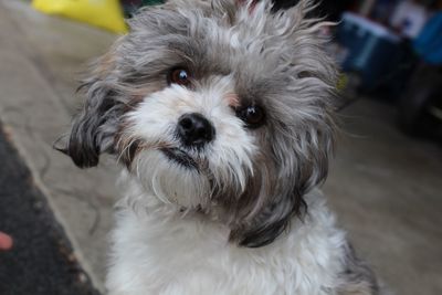 Close-up portrait of dog