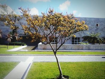 Trees growing in a park