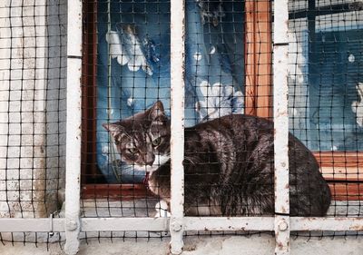 Portrait of cat on window