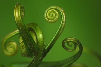 Close-up of green leaf