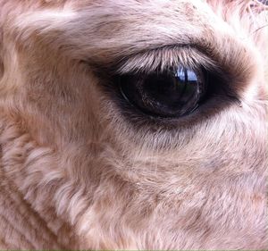 Close-up of cow's eye