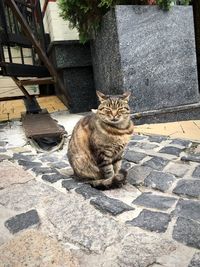 Portrait of cat sitting on retaining wall