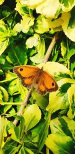 Close-up of butterfly pollinating flower