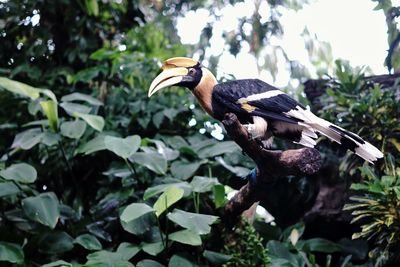 Bird perching on a tree