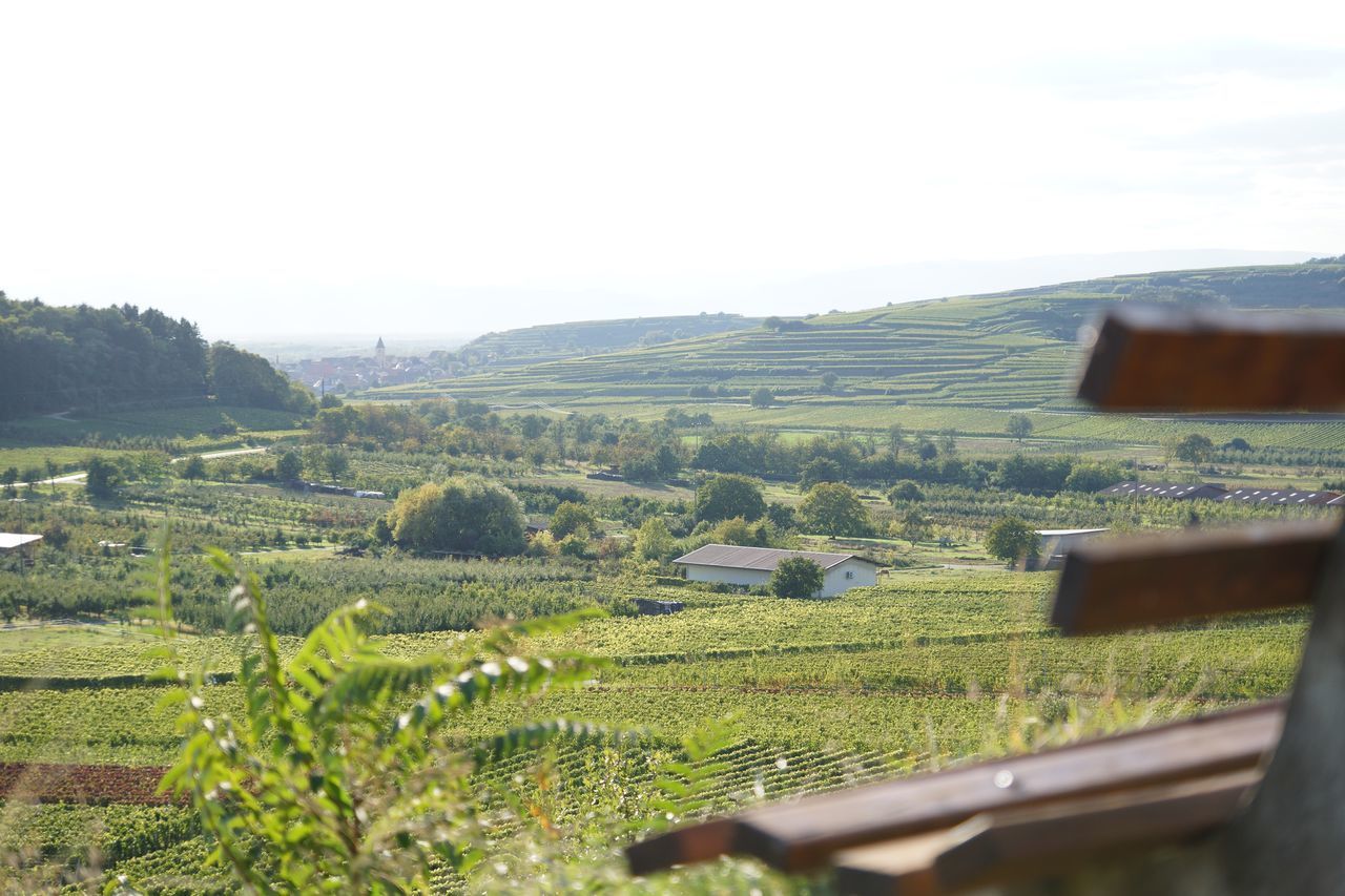 AGRICULTURAL FIELD AGAINST CLEAR SKY