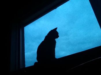 Low angle view of silhouette cat against window