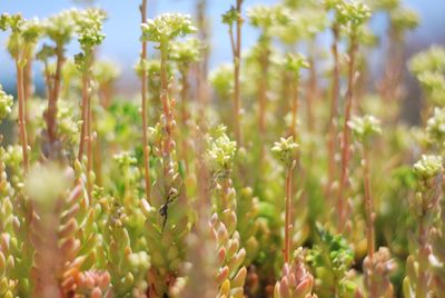 Close-up of plants growing on plant