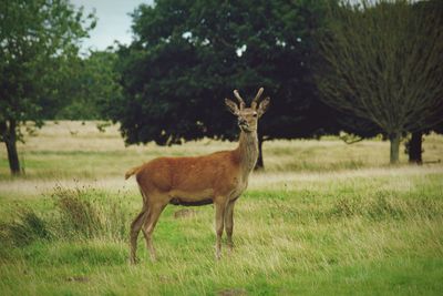 Side view of deer on grassy field