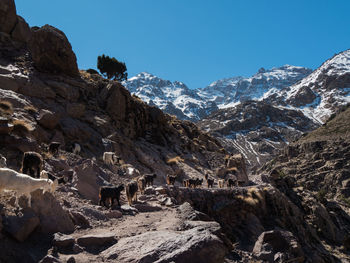 Scenic view of snowcapped mountains against sky with a herd of goats passing by